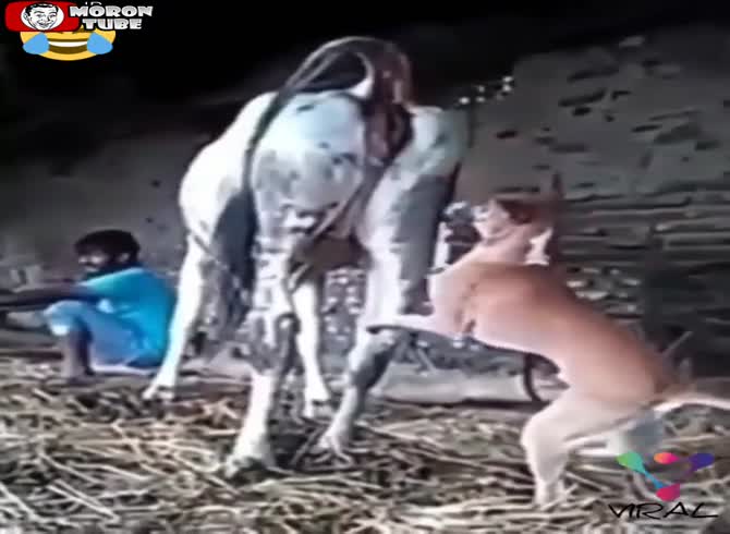Video :A cow soothes a furious dog